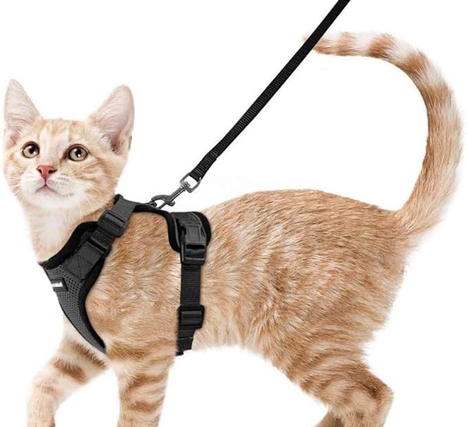 Rabbitgoo Cat Harness And Leash For Walking